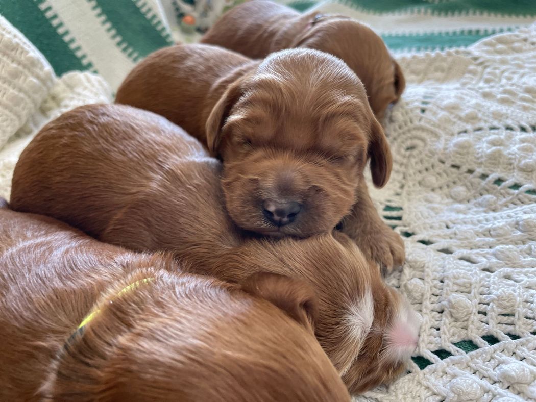 Several sleeping, reddish-brown Irish Setter puppies piled together on a white crocheted blanket.