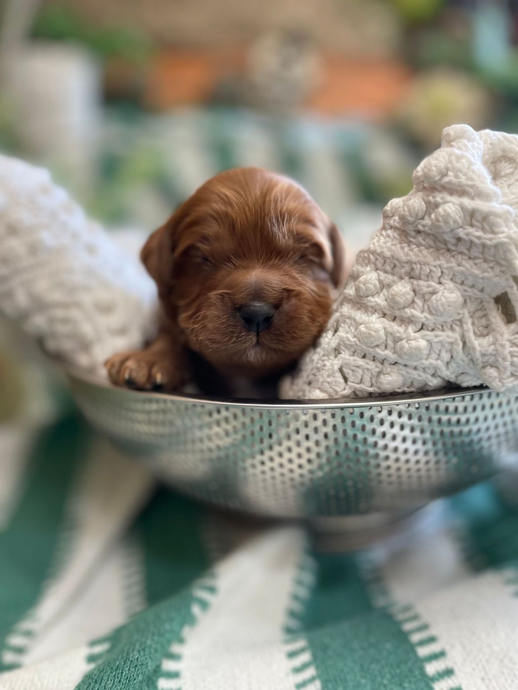 A sleepy, reddish-brown puppy nestled in a silver bowl, resting on a white and green striped cloth.