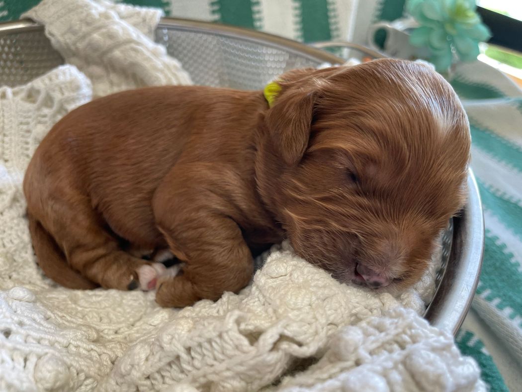 Newborn brown puppy sleeping in a metal colander on a white crocheted blanket, with a yellow collar tag.