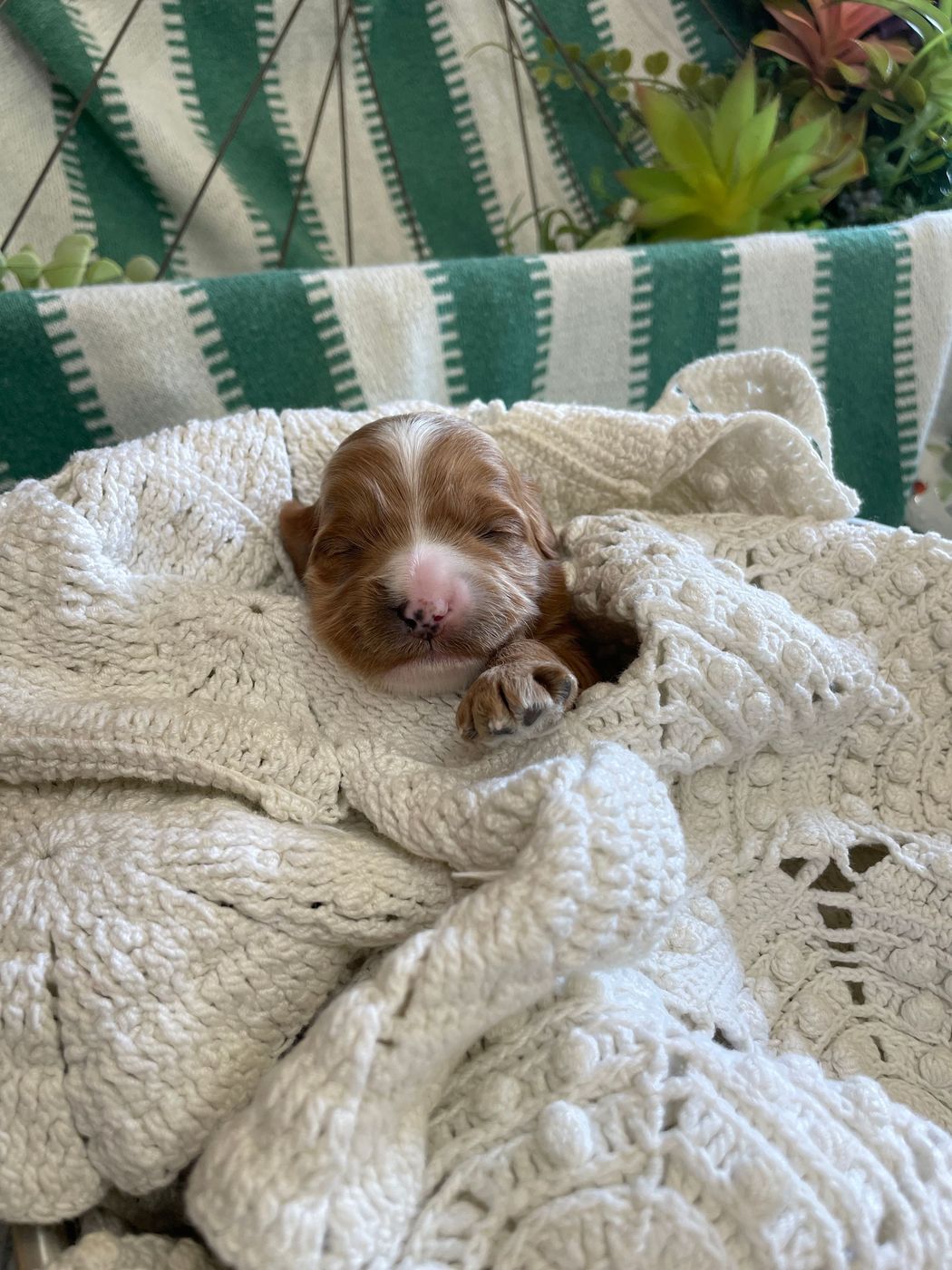 A small, light-brown puppy nestled in a cream-colored, crocheted blanket. The puppy is indoors, with a green and white striped blanket visible in the background.