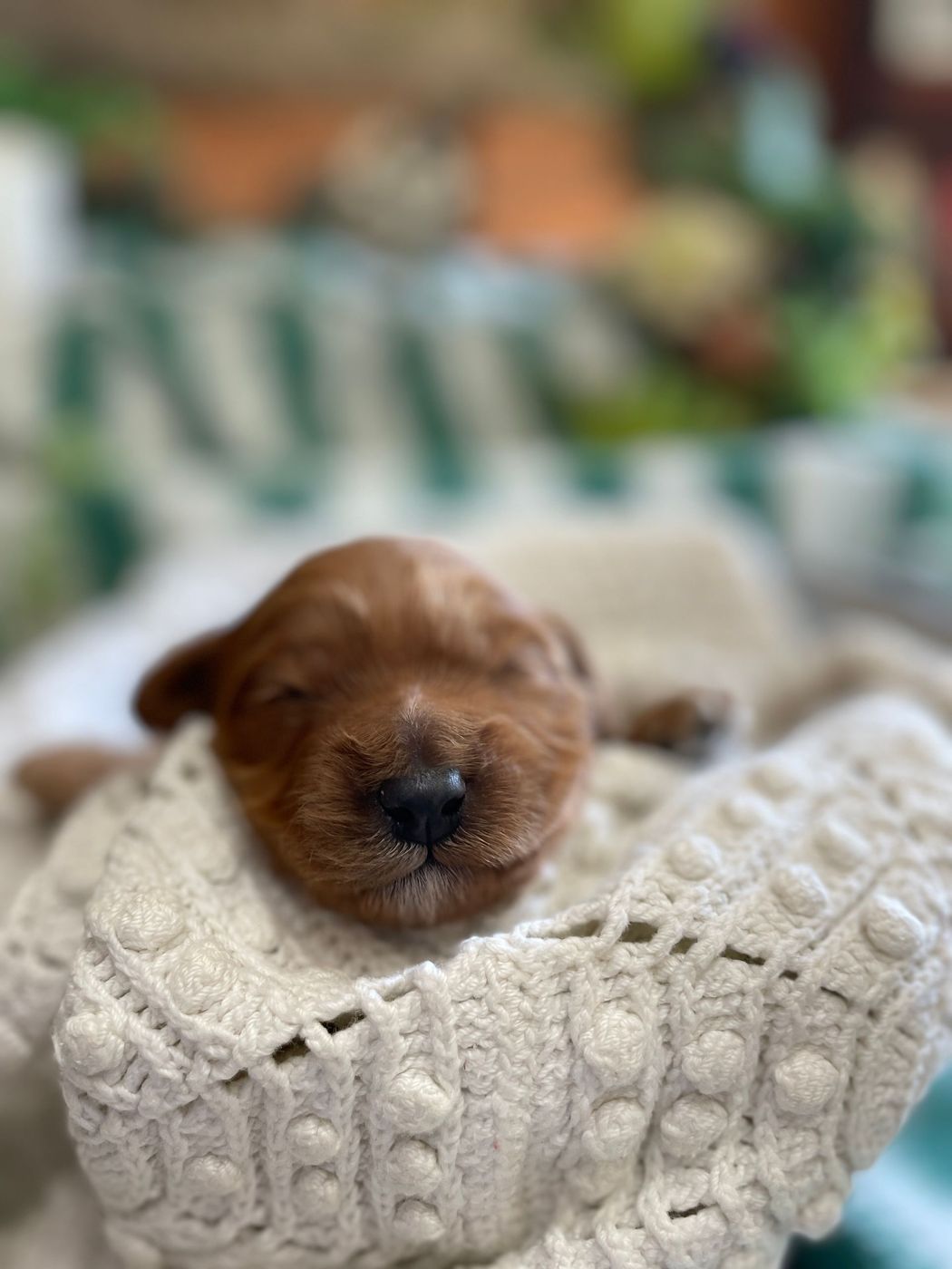 Newborn reddish-brown puppy sleeping soundly in a cream-colored knitted blanket.