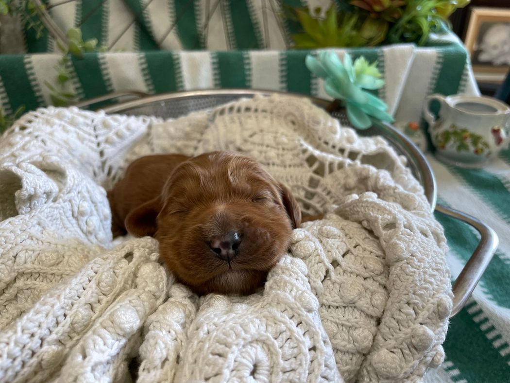 A small, brown puppy asleep in a white crocheted blanket inside a metal colander.