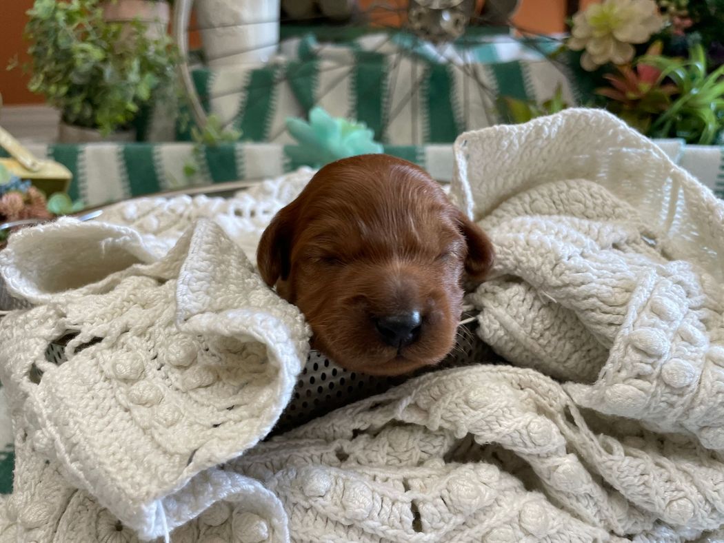 A newborn, reddish-brown puppy nestled in a white, textured blanket. Eyes are closed, resting peacefully.
