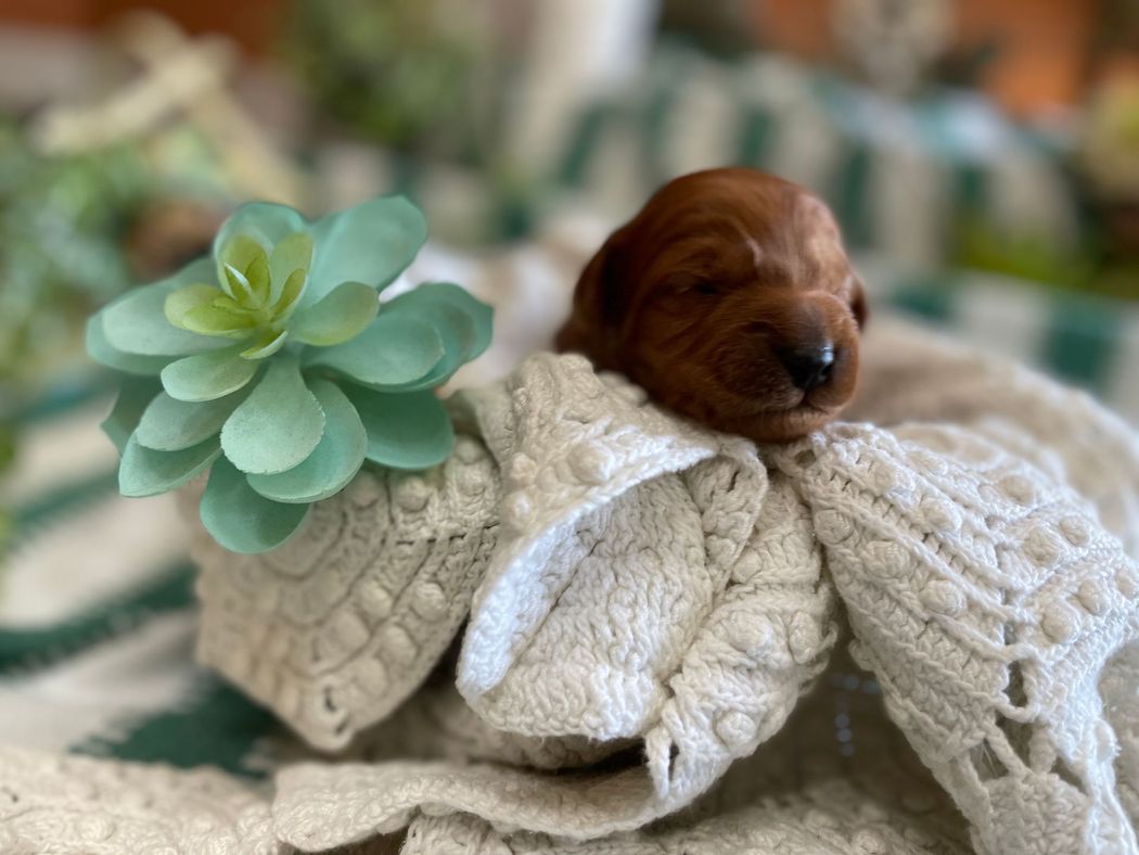 A fluffy red puppy nestles in a cream-colored knitted blanket, next to a faux turquoise succulent.