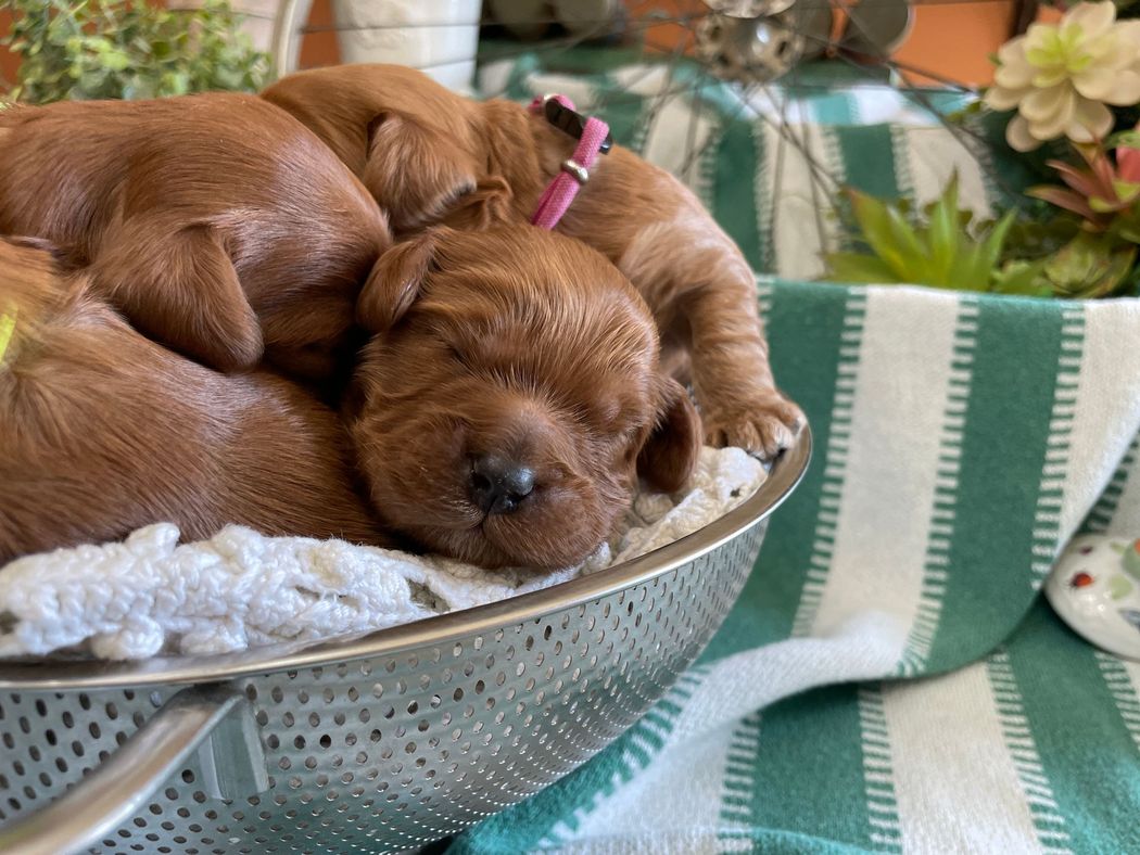 Four sleeping reddish-brown puppies nestled in a silver colander lined with a white crocheted cloth. A green and white striped towel is nearby.
