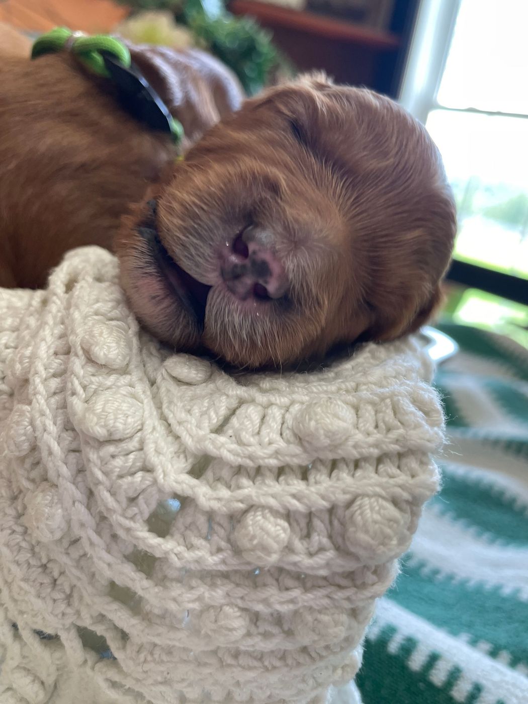 A sleeping, reddish-brown puppy with a green collar, resting on a white crocheted blanket.