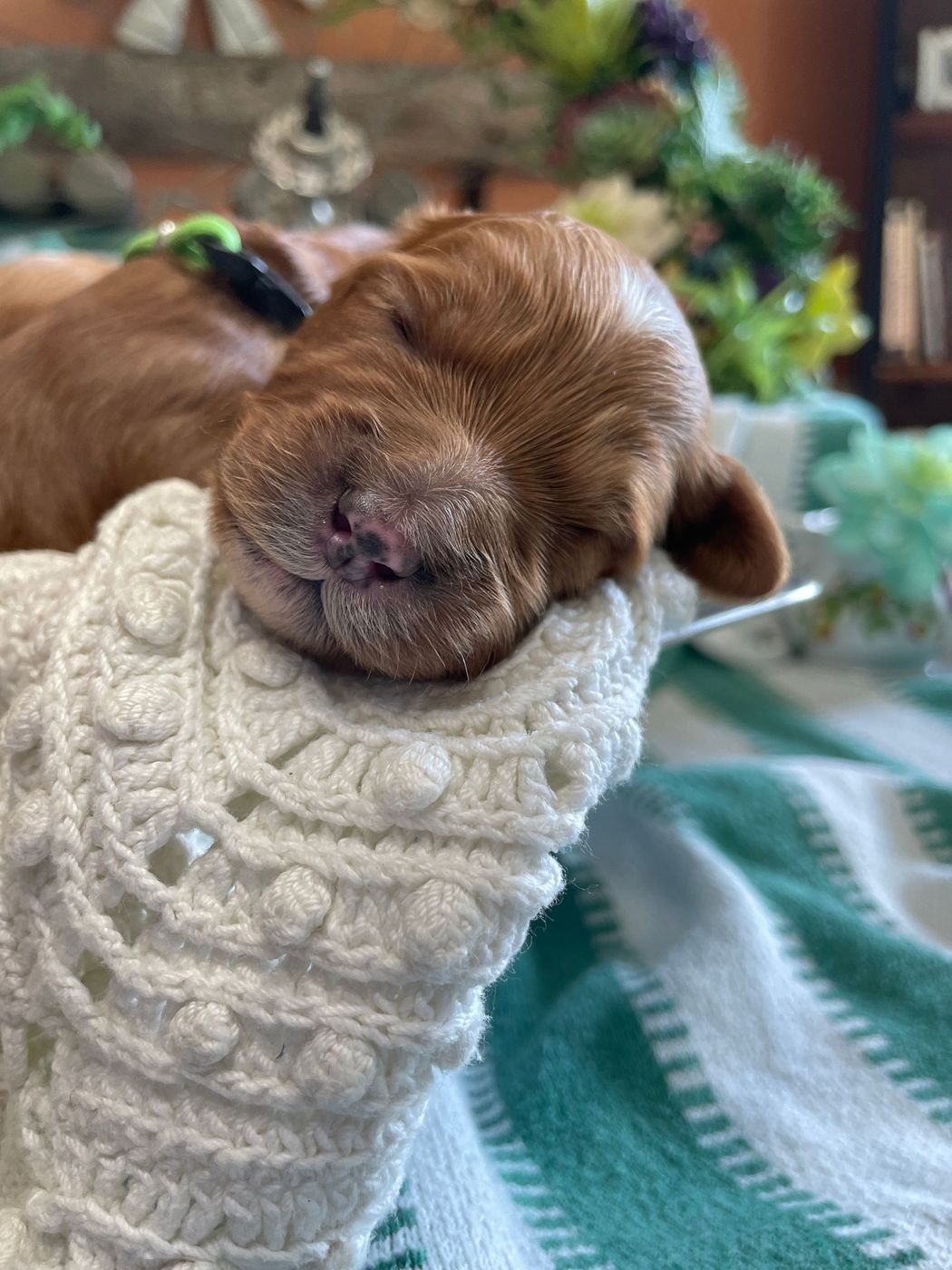 Sleeping golden puppy resting on a white crocheted blanket, light green and white striped background.