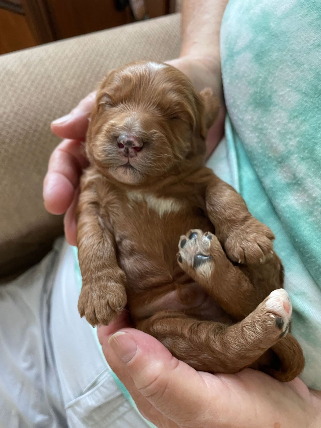 Tiny, sleeping, reddish-brown puppy cradled in human hands, with a white patch on chest and paws.