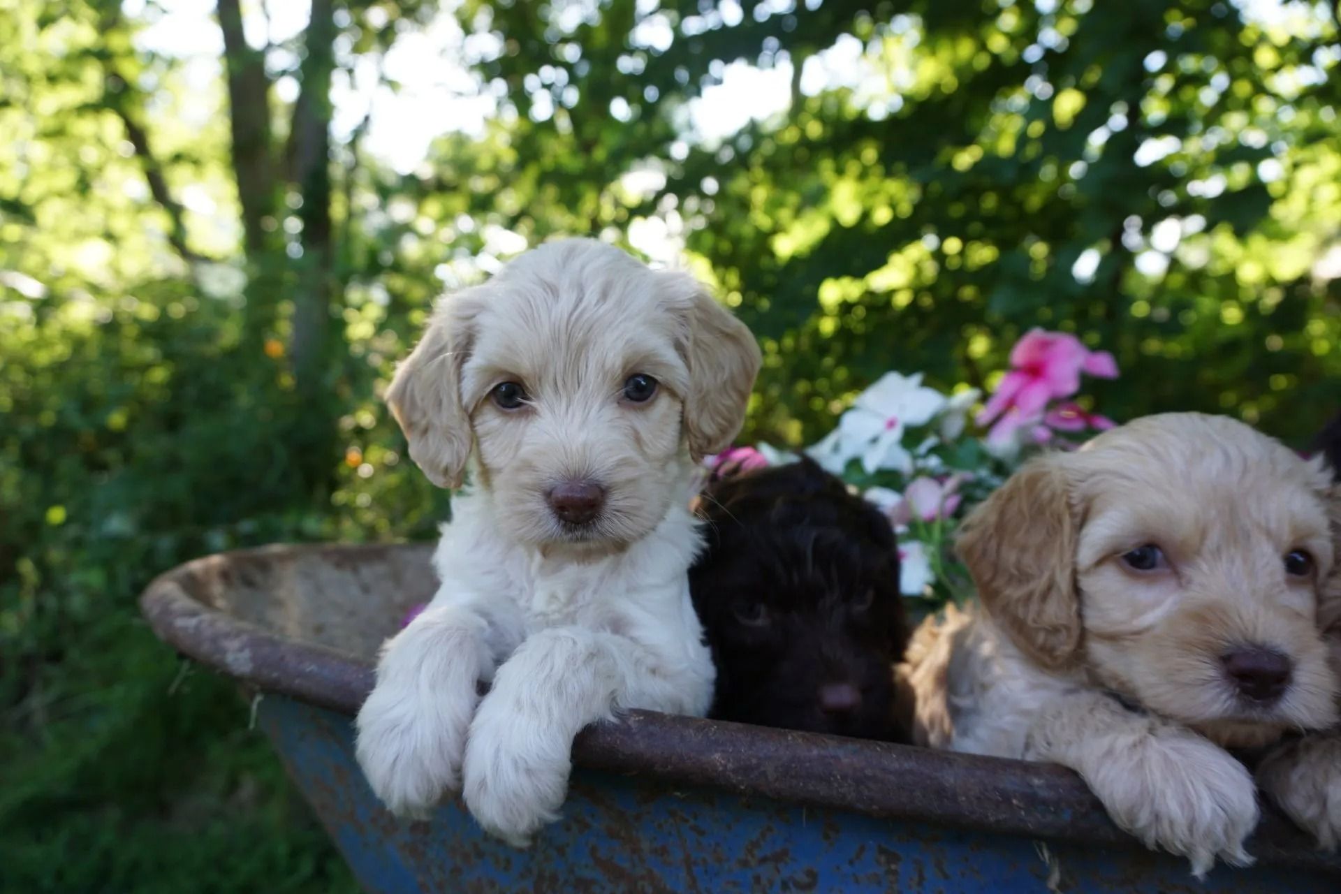 Gertrude and Jon Snow