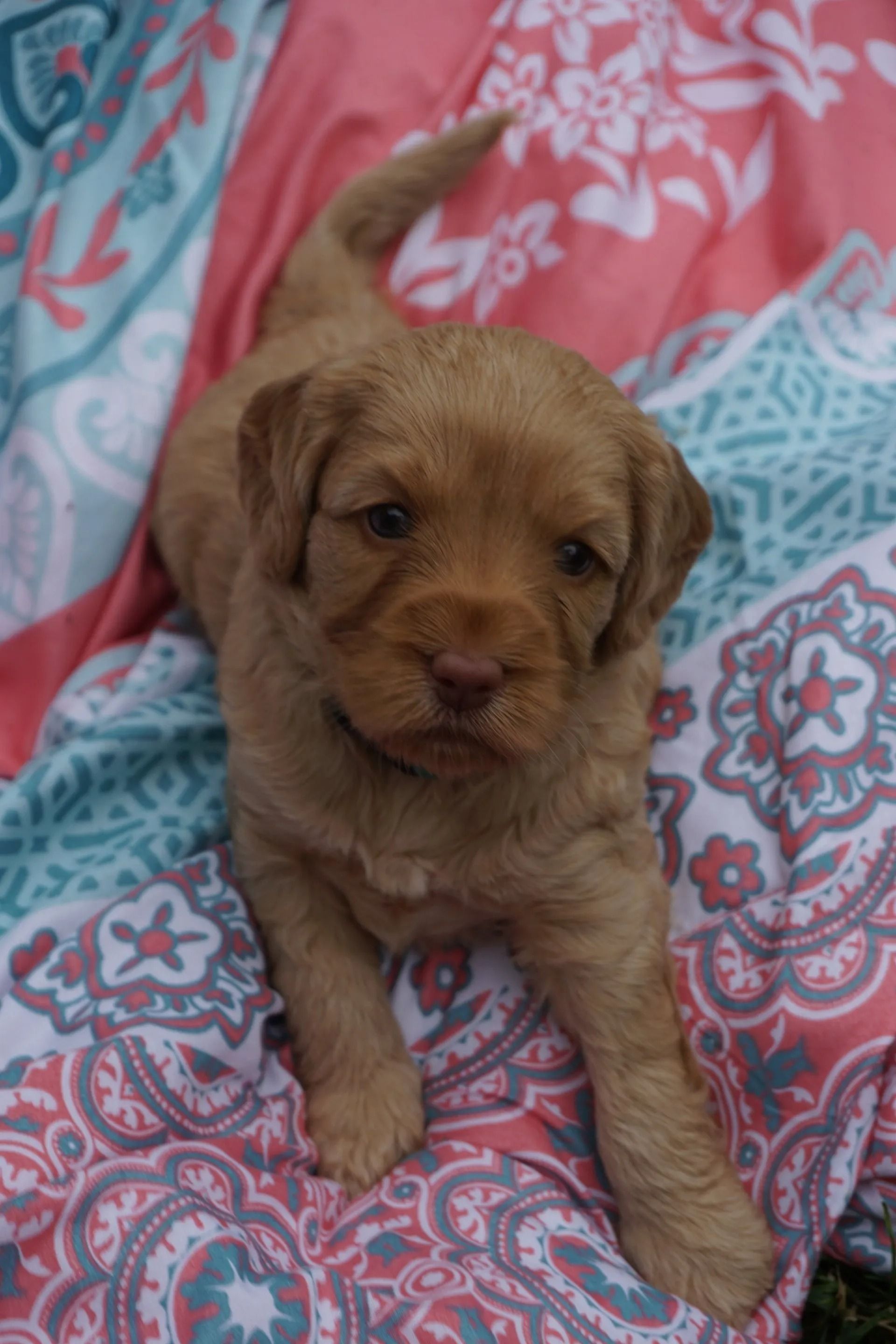 Gertrude and Jon Snow