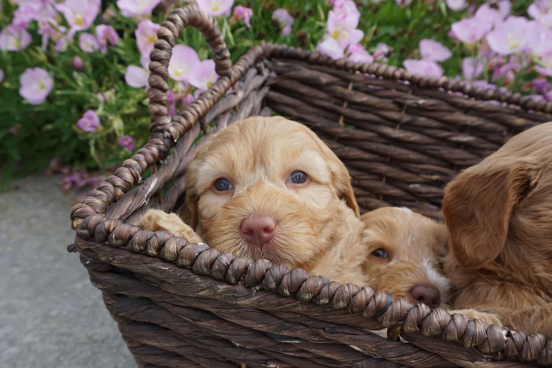 Ivy and Mr. Freckles