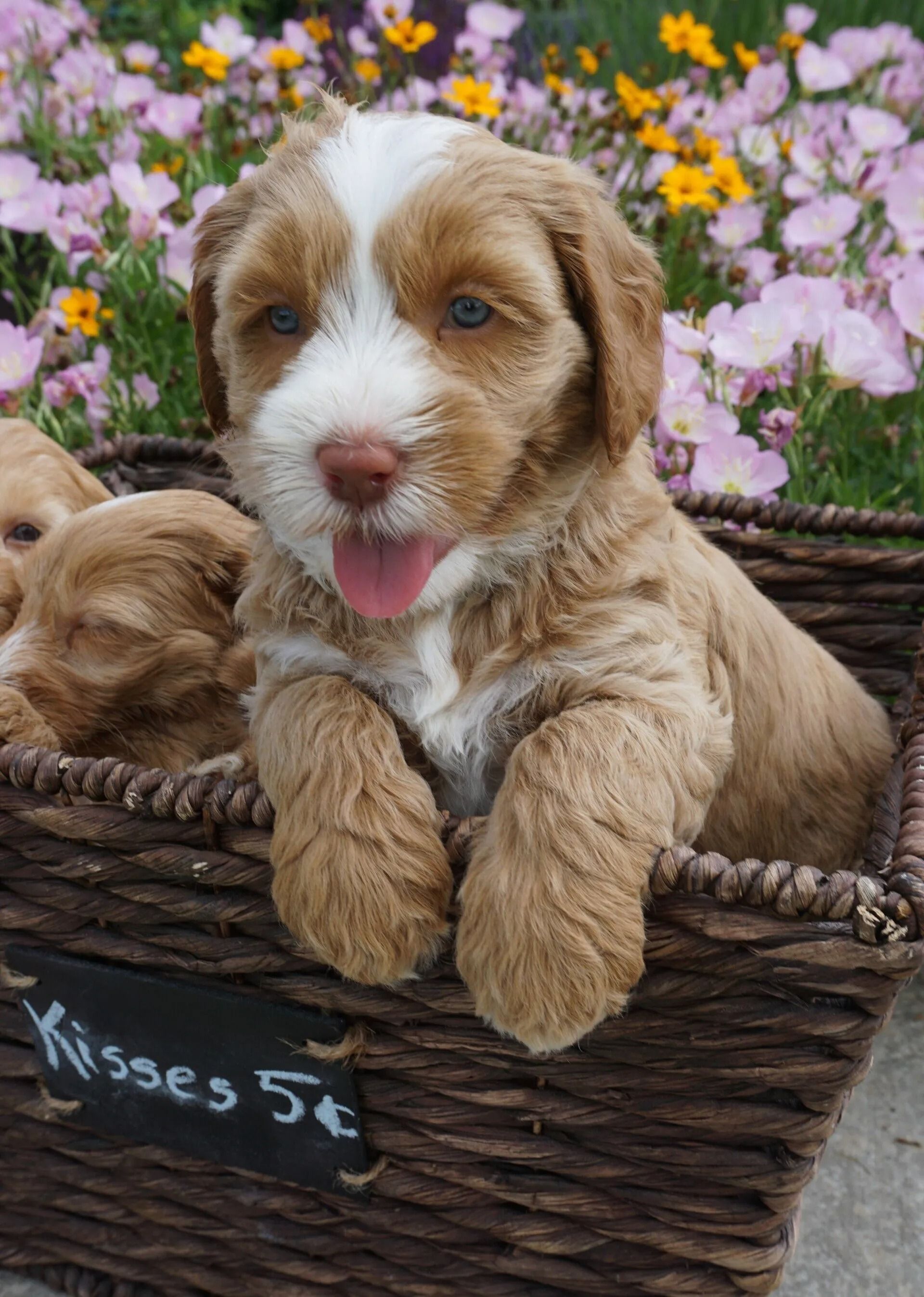 Ivy and Mr. Freckles