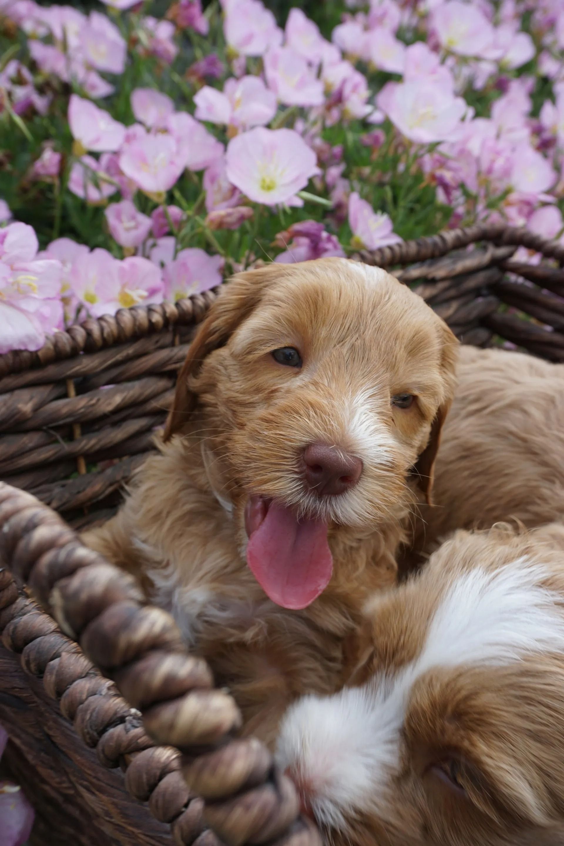 Ivy and Mr. Freckles