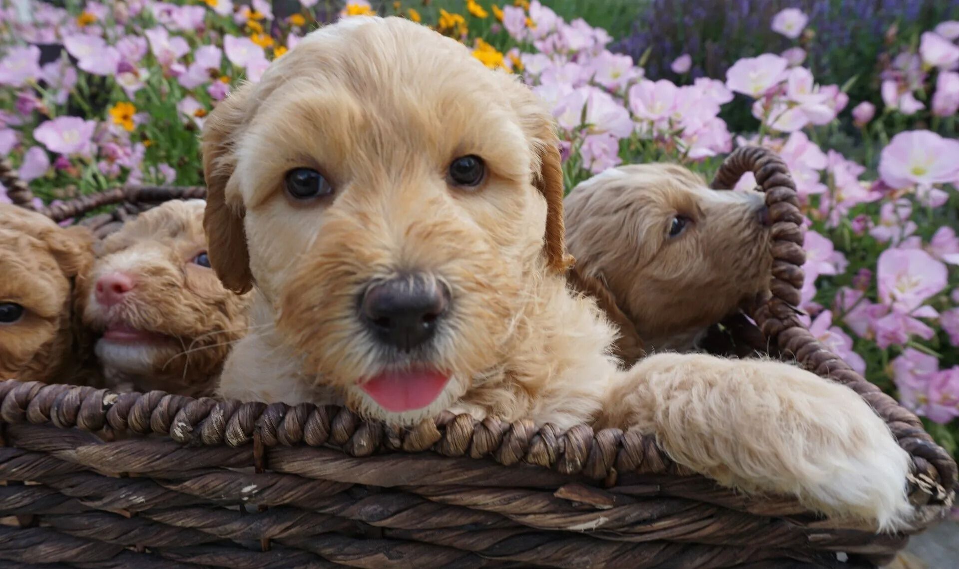 Ivy and Mr. Freckles