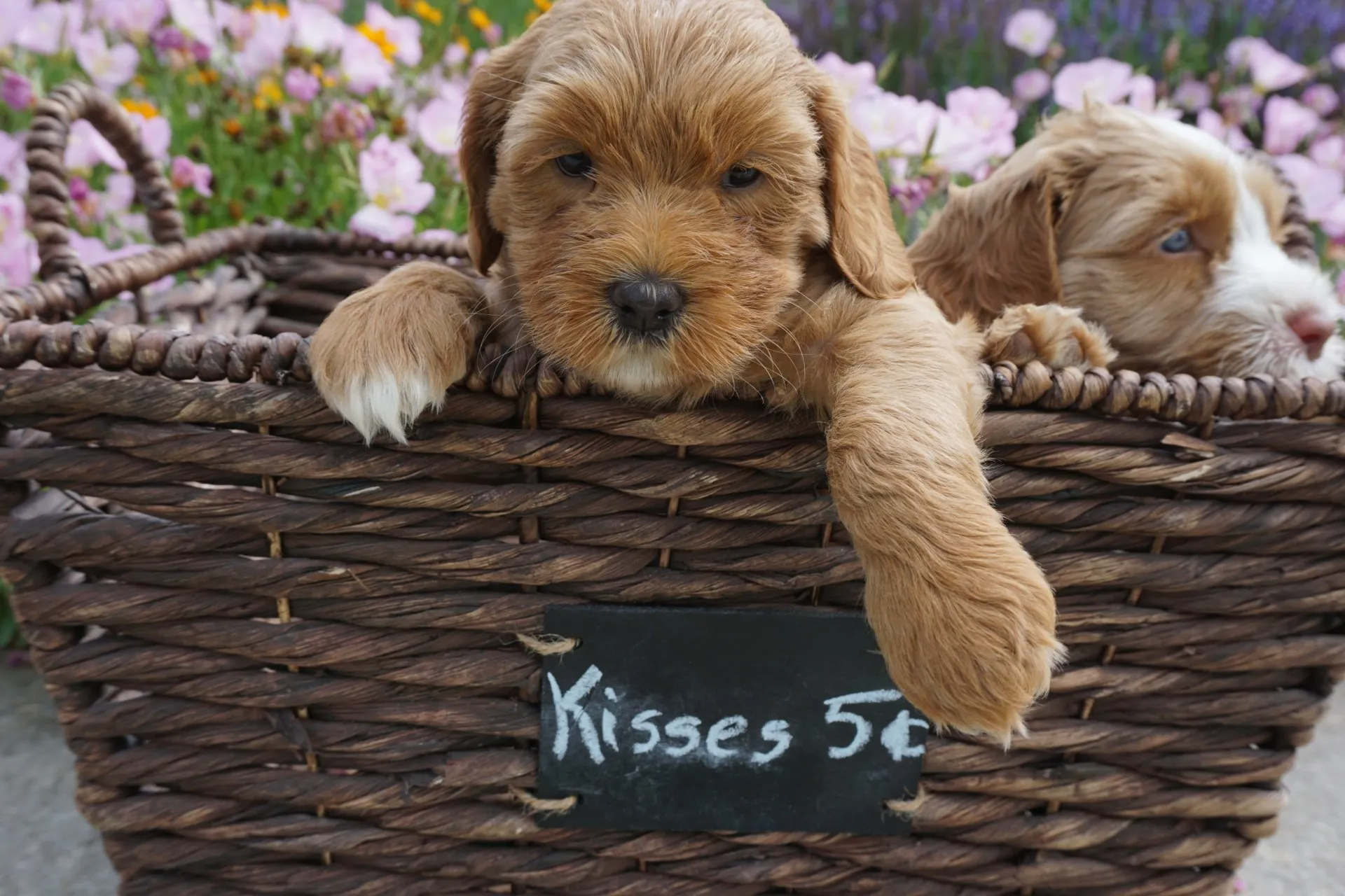 Ivy and Mr. Freckles