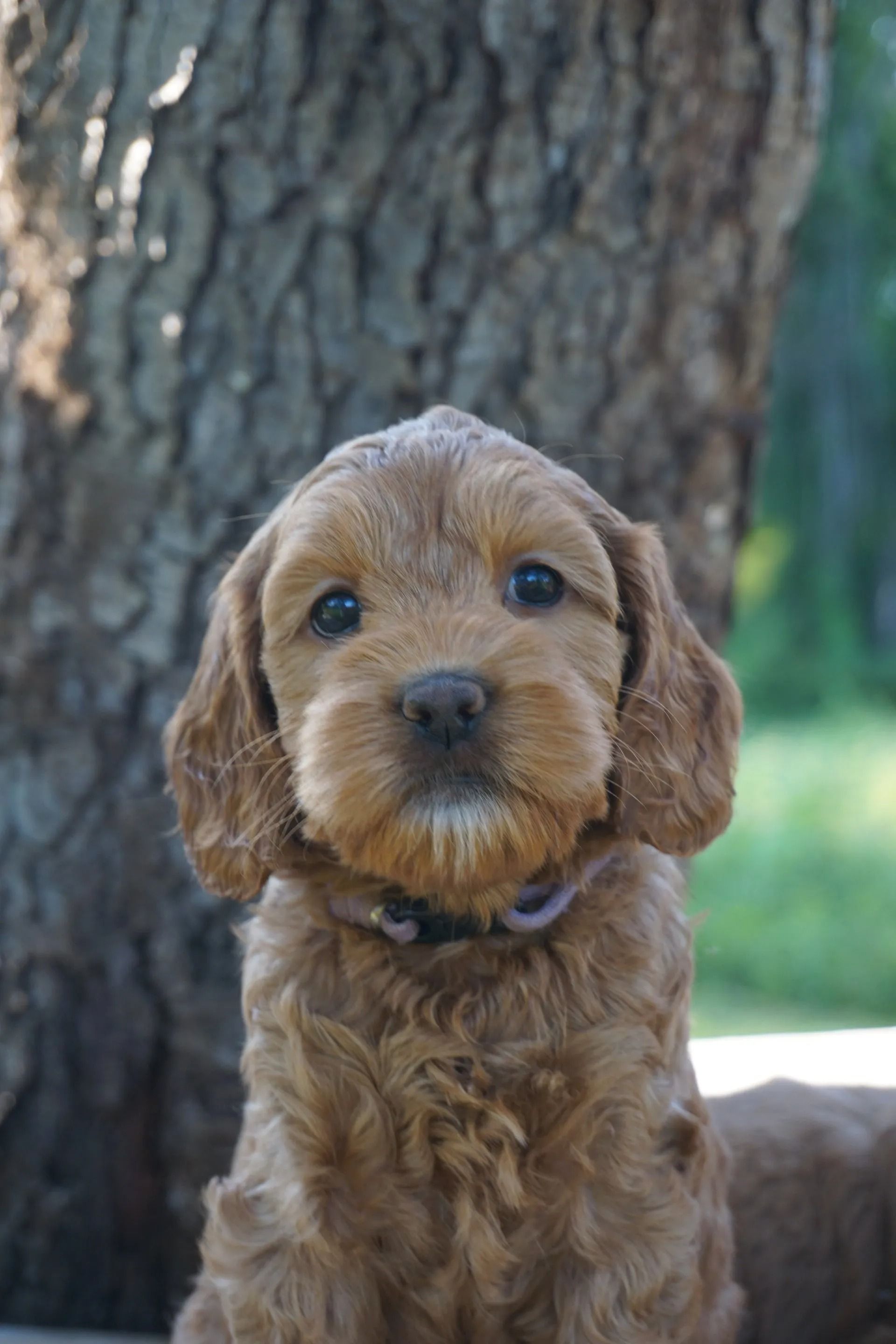 Sunny and Jaime 2020