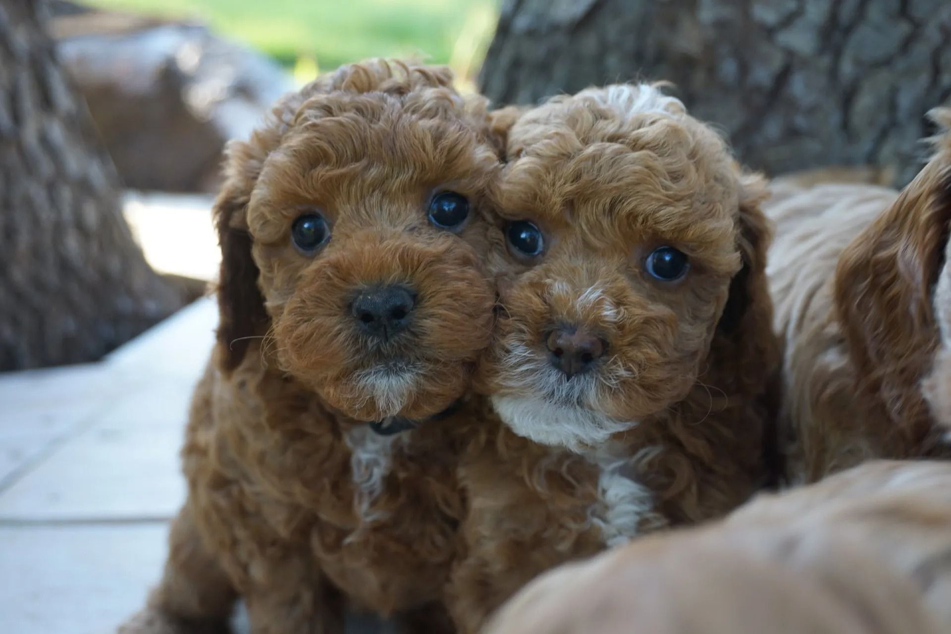 Sunny and Jaime 2020