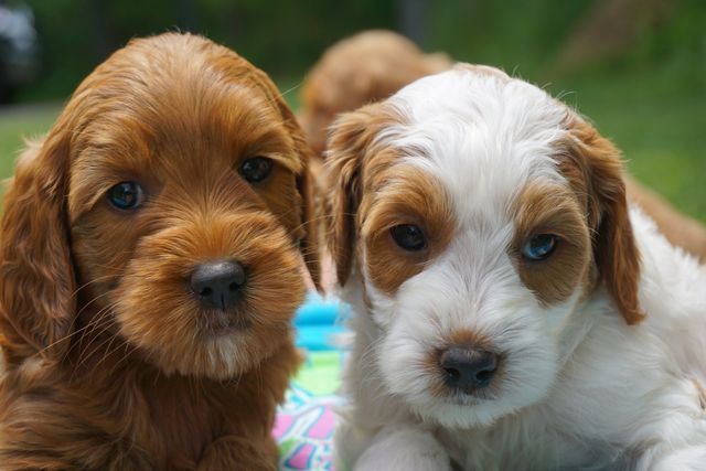 Callie and Jaime Frasier