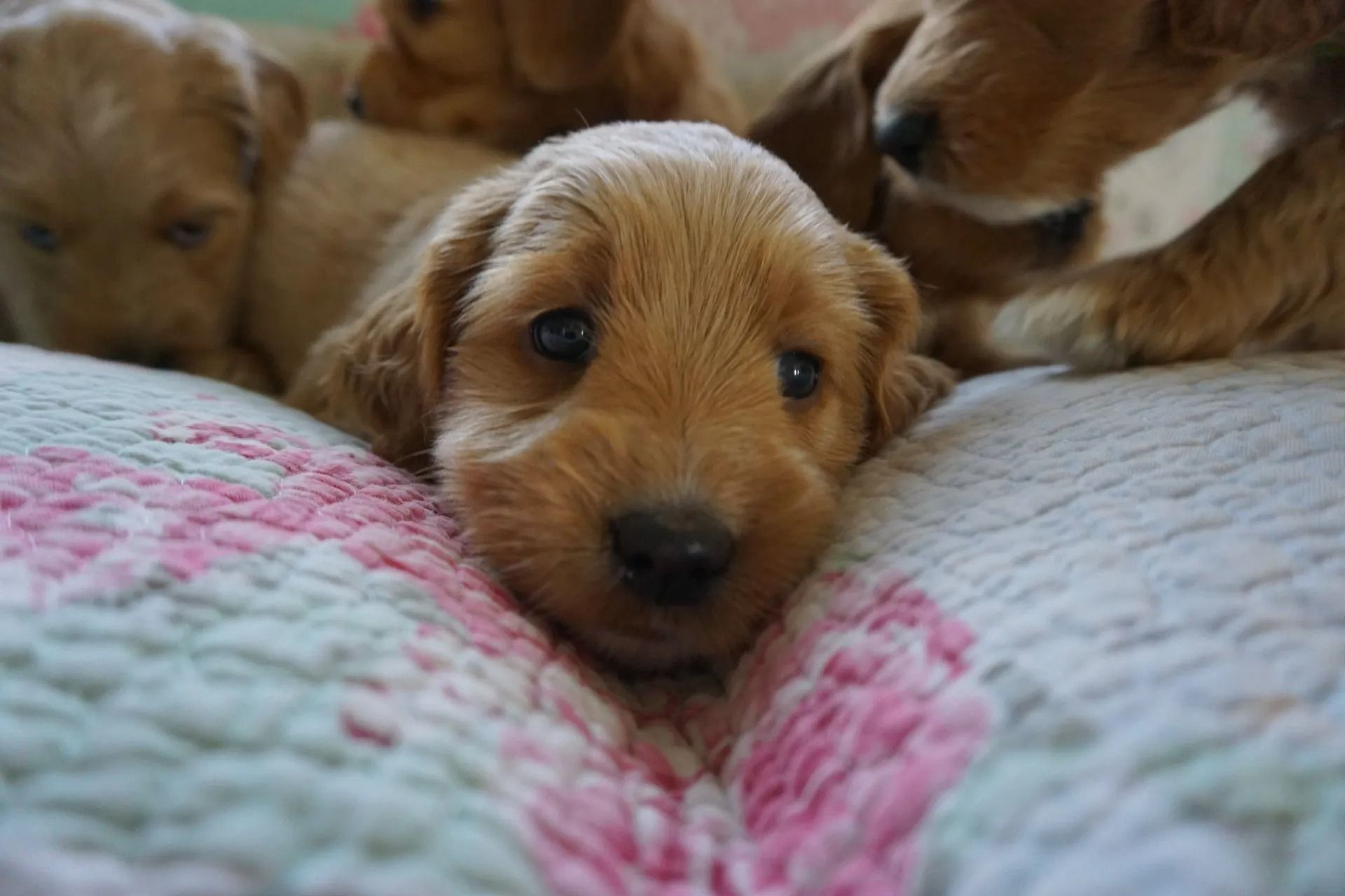 Camelia and Jack Royal Flush