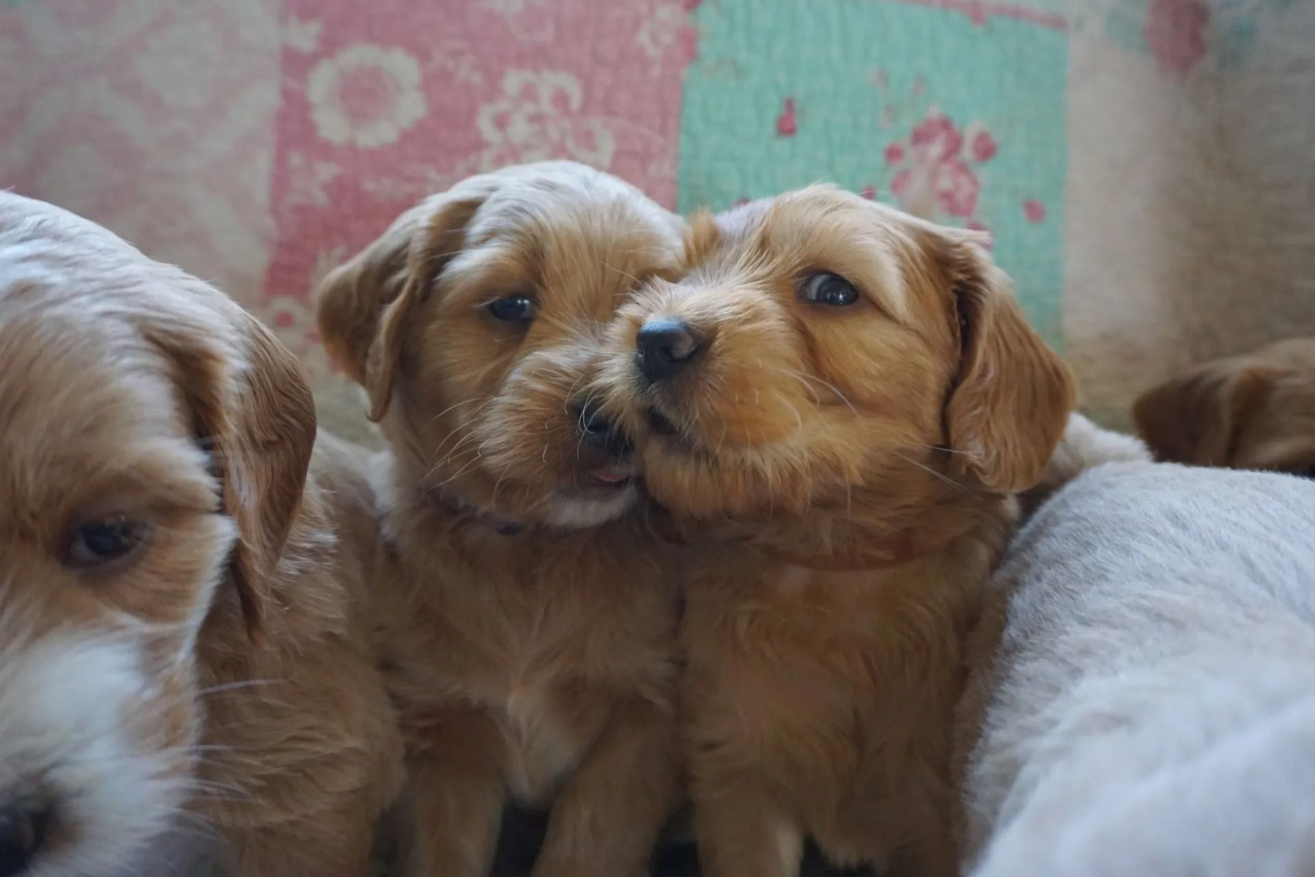 Camelia and Jack Royal Flush