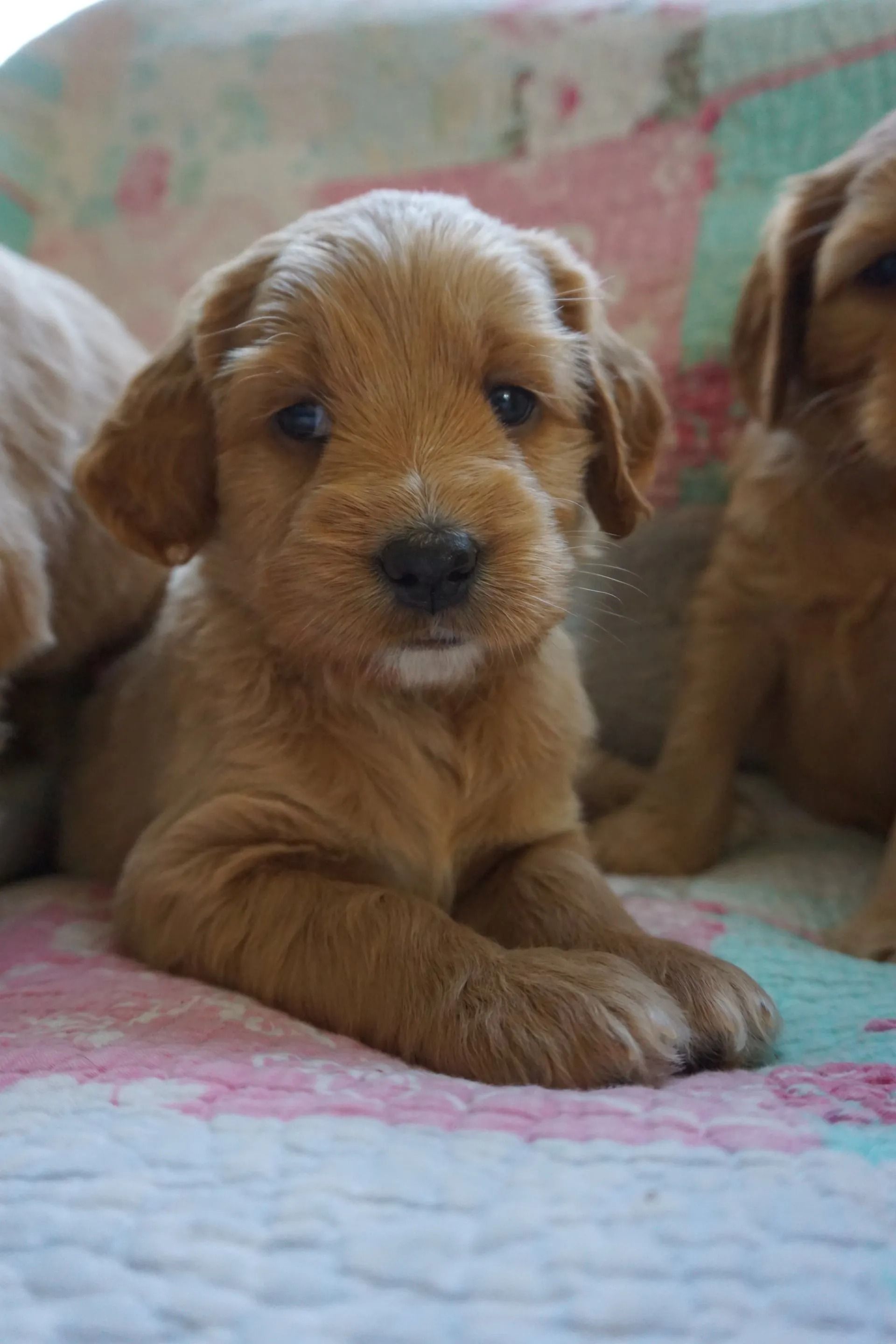 Camelia and Jack Royal Flush