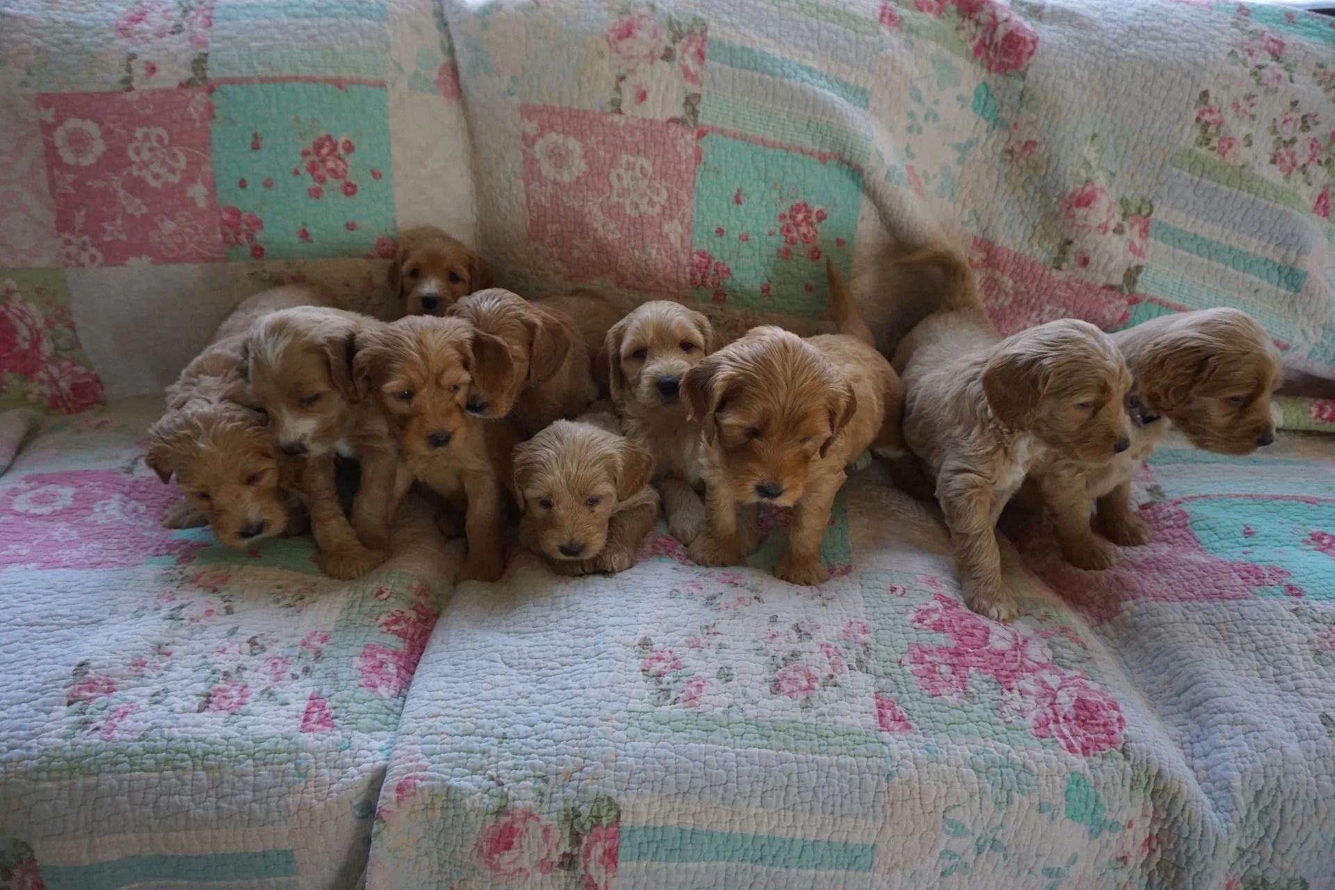 Camelia and Jack Royal Flush