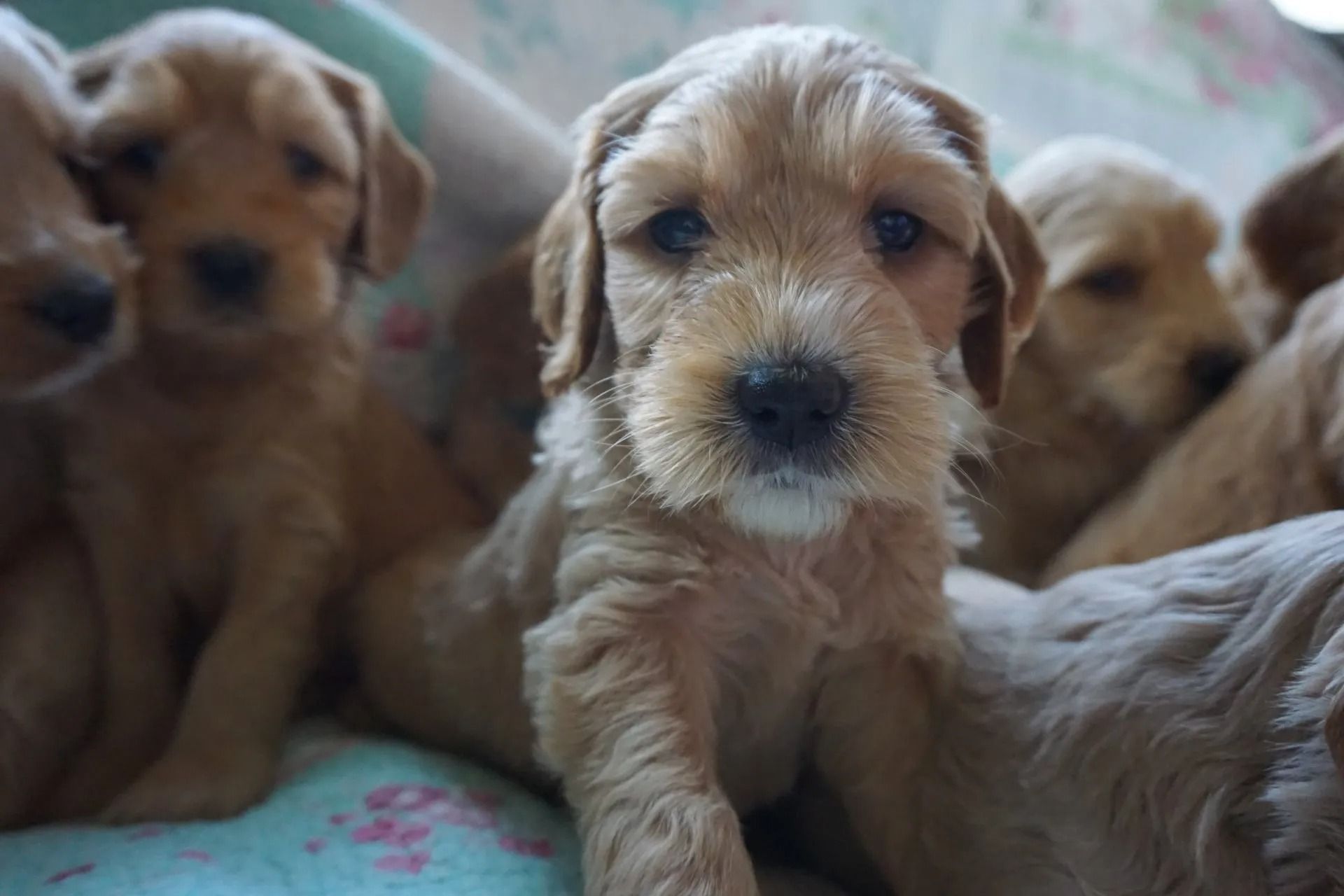 Camelia and Jack Royal Flush