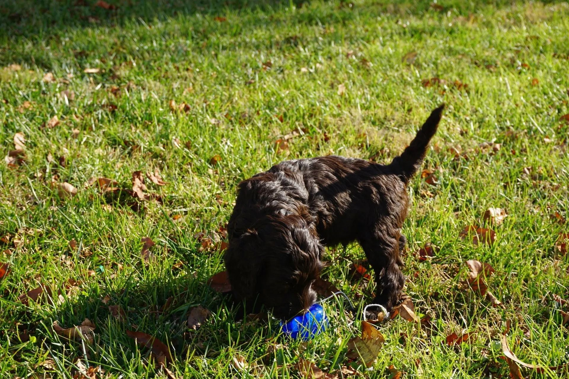 Callie and Freddie Brown