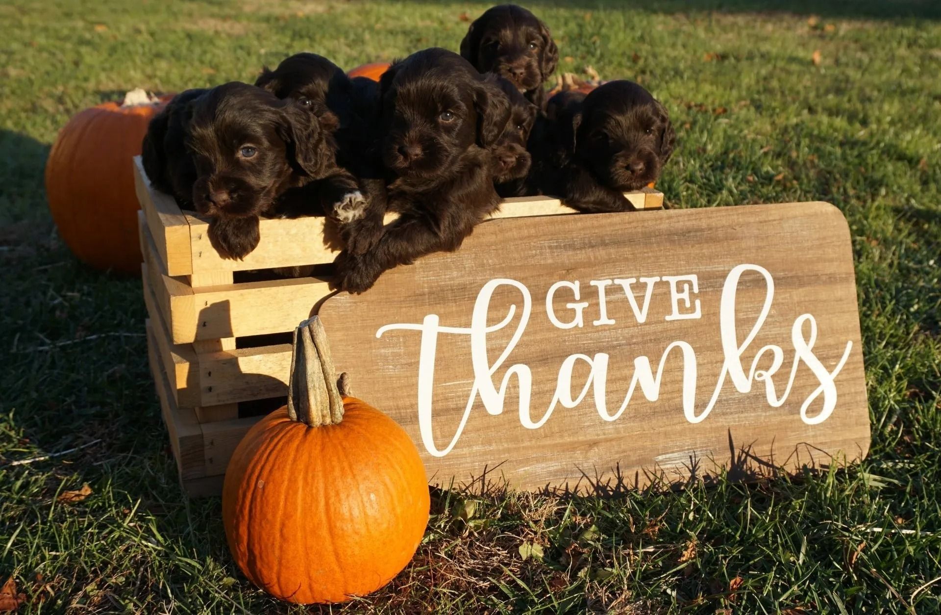 Callie and Freddie Brown