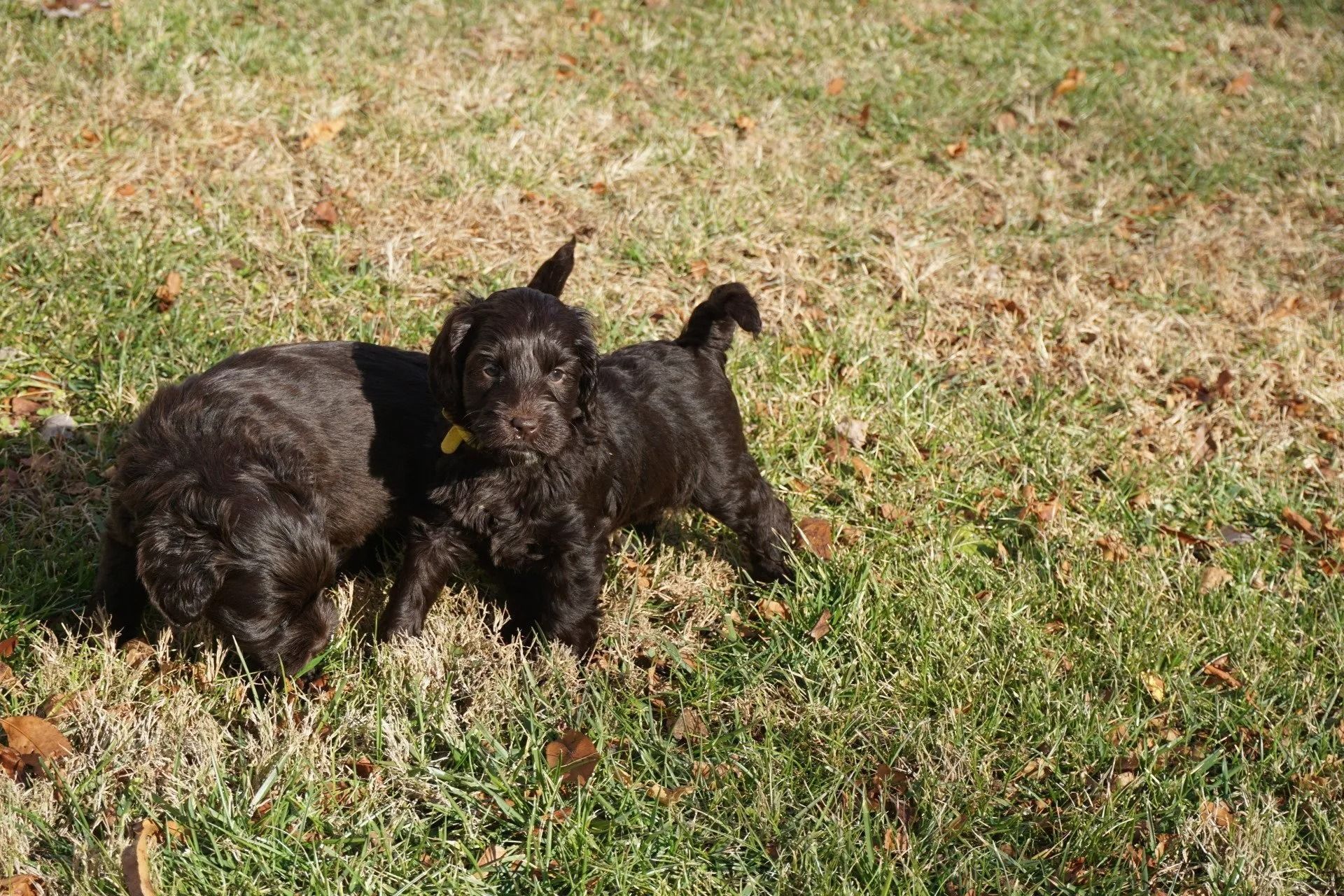 Callie and Freddie Brown