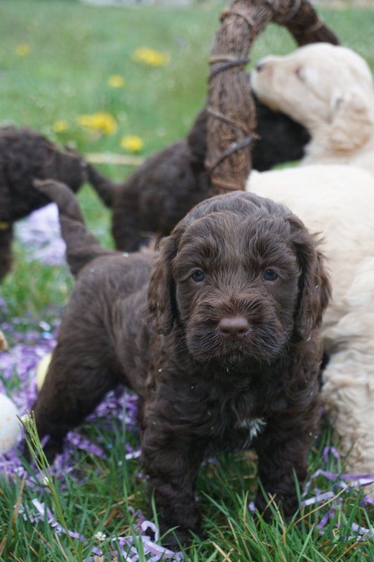 Puppies from Wild Daisy Violet