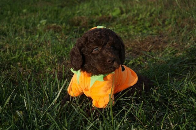 Puppies from Wild Daisy Violet