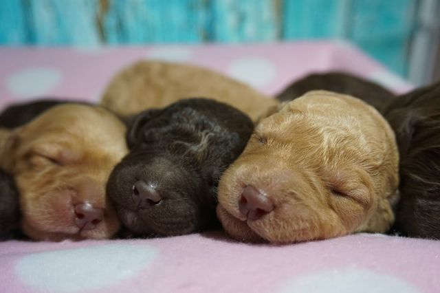 Puppies from Wild Daisy Violet