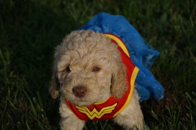 Puppies from Wild Daisy Violet