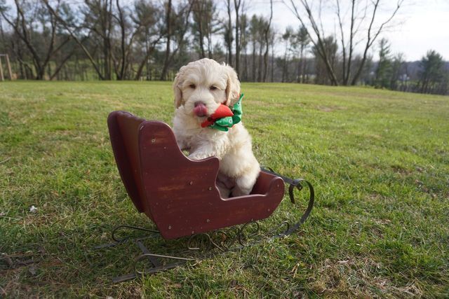 Puppies from Wild Daisy's Buttercup Belle