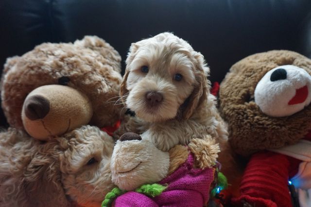 Puppies from Wild Daisy's Buttercup Belle