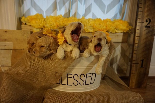 Puppies from Wild Daisy's Buttercup Belle