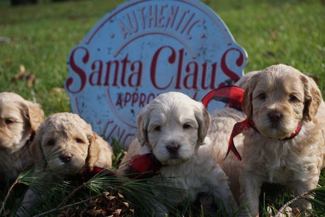 Puppies from Wild Daisy's Buttercup Belle