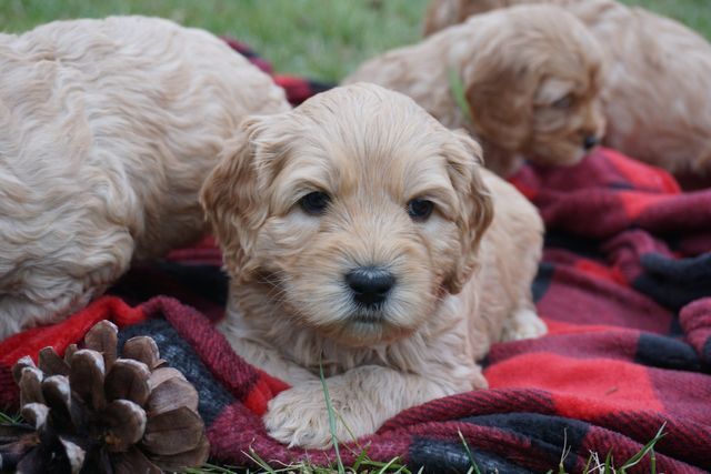 Blushing Rose & Captain Jack