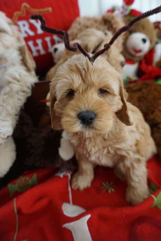 Blushing Rose & Captain Jack