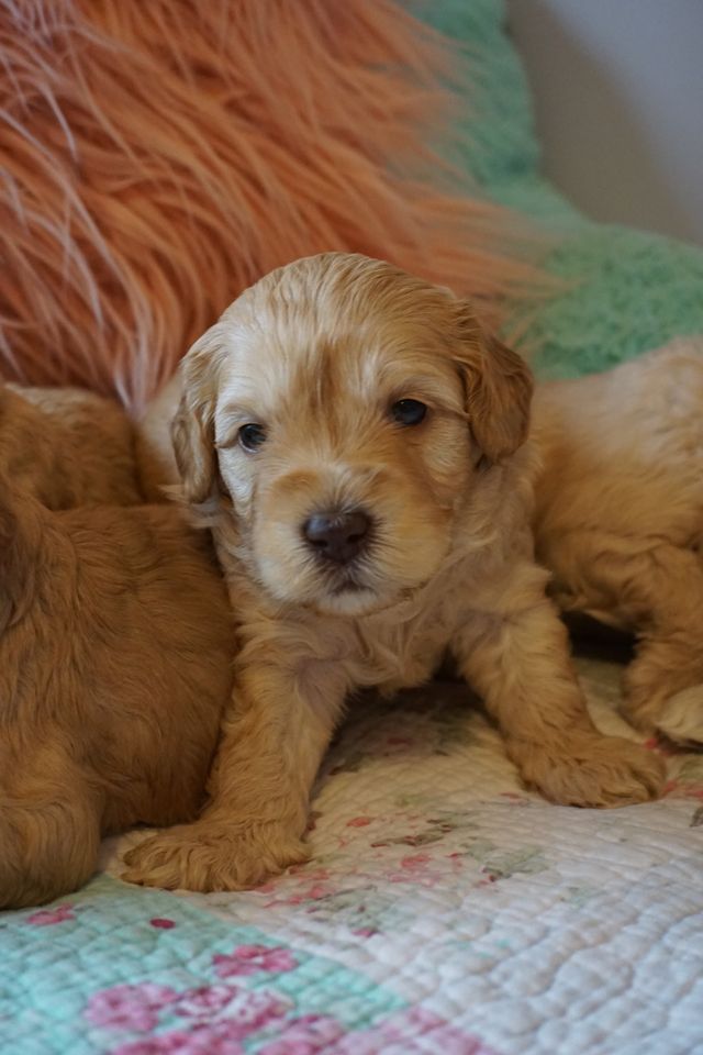 Blushing Rose & Captain Jack