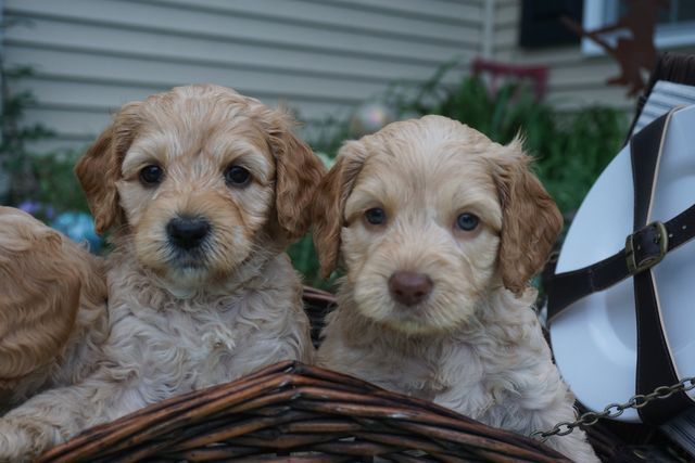 Blushing Rose & Captain Jack