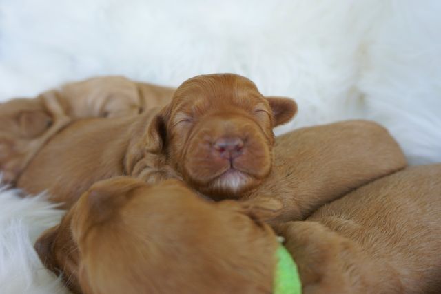 Poison Ivy & Cornerstone Elvis