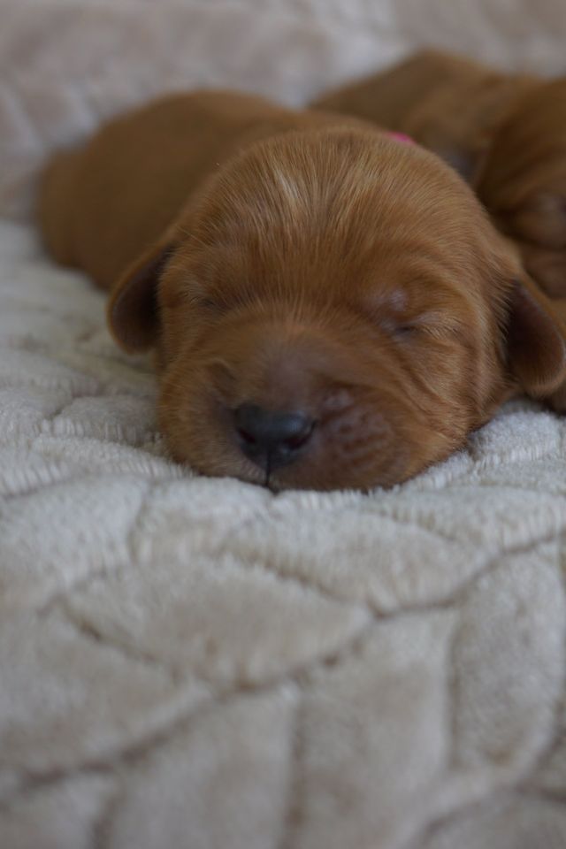 Poison Ivy & Cornerstone Elvis