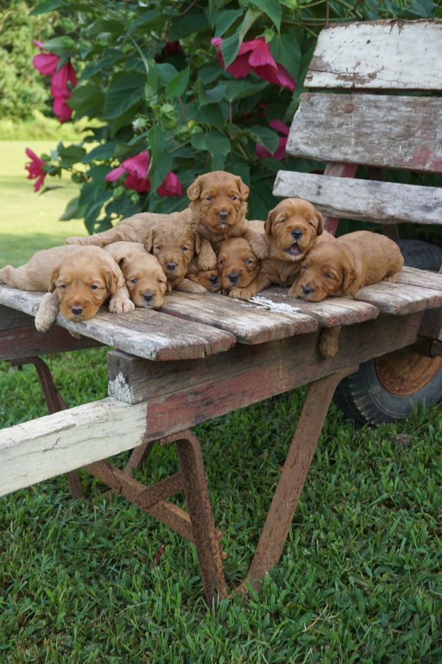 Poison Ivy & Cornerstone Elvis