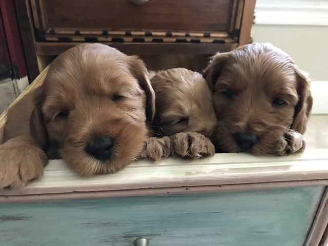 Poison Ivy & Cornerstone Elvis