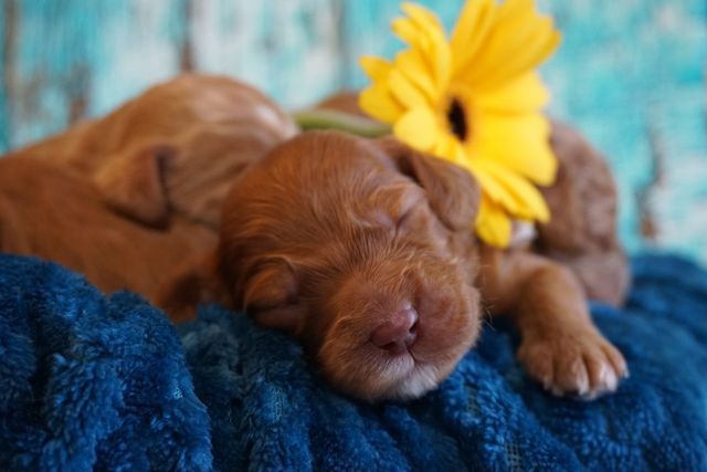 Fantine & Waltzing Matilda's Fiery Keegan