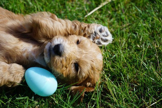 Fantine & Waltzing Matilda's Fiery Keegan