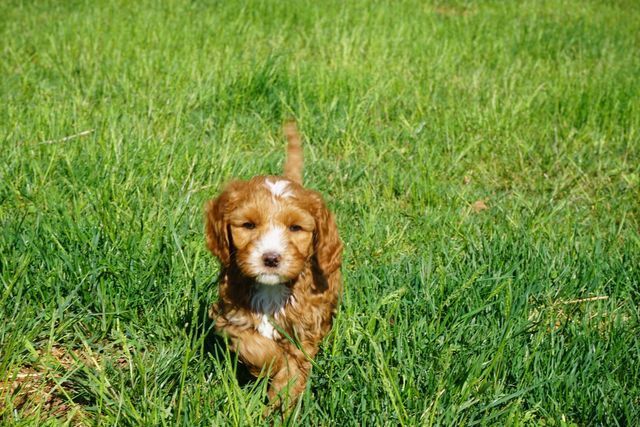 Fantine & Waltzing Matilda's Fiery Keegan