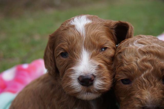 Fantine & Waltzing Matilda's Fiery Keegan